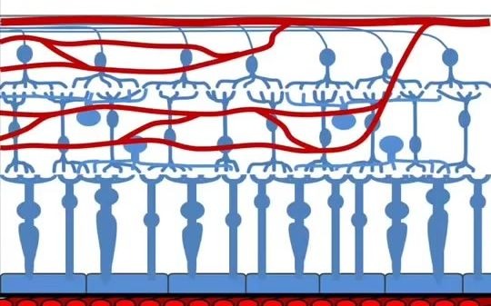 [图]retinal blood supply