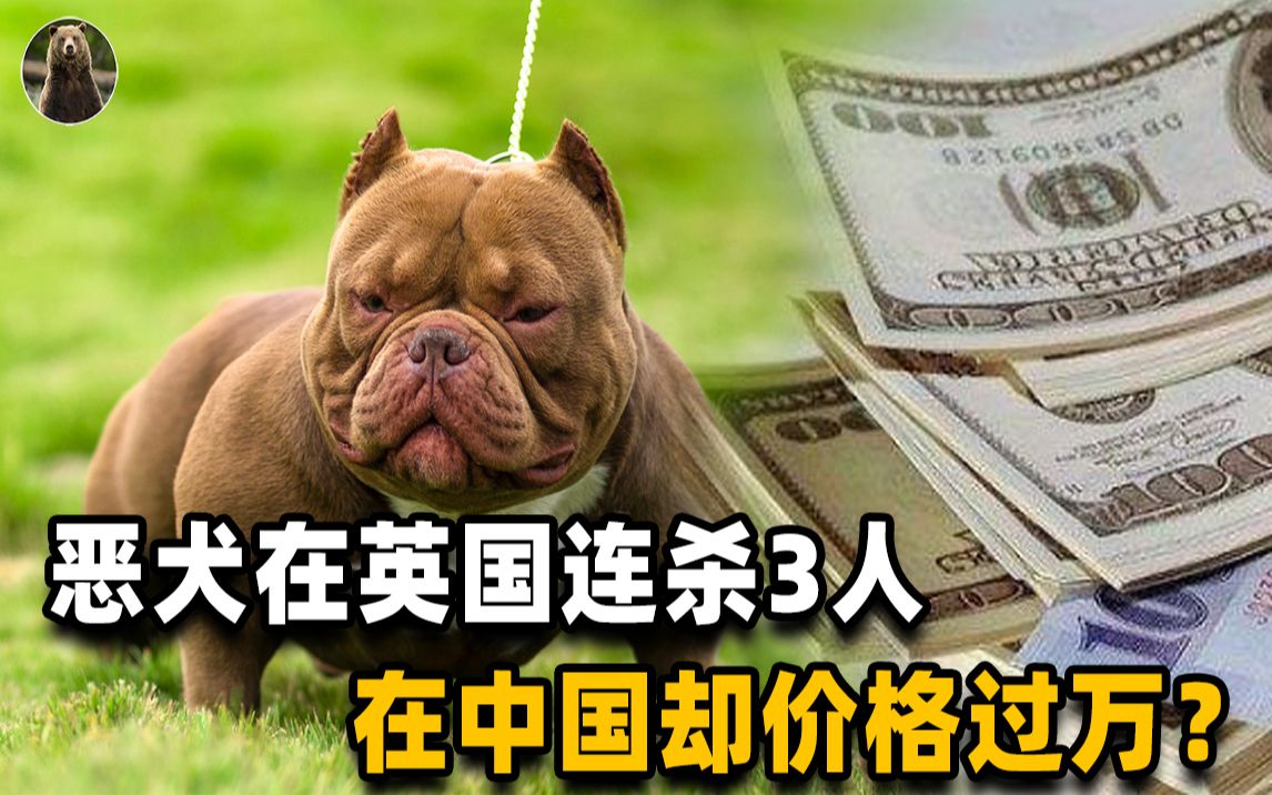 谁在吹捧杀人恶犬?在英国连杀3人被禁养,在中国还卖上万一只?哔哩哔哩bilibili