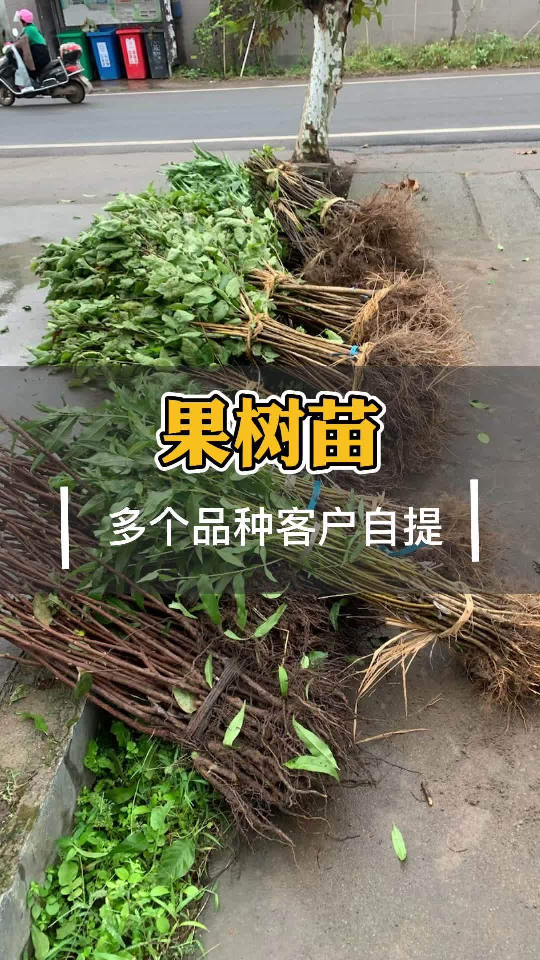 [图]十月小阳春果树苗开始起苗种植品种有桃苗李苗梨苗樱桃苗