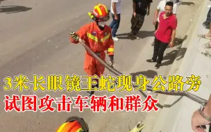 Download Video: 3米眼镜王蛇现身路边试图攻击群众，消防冒险抓捕交给林业局