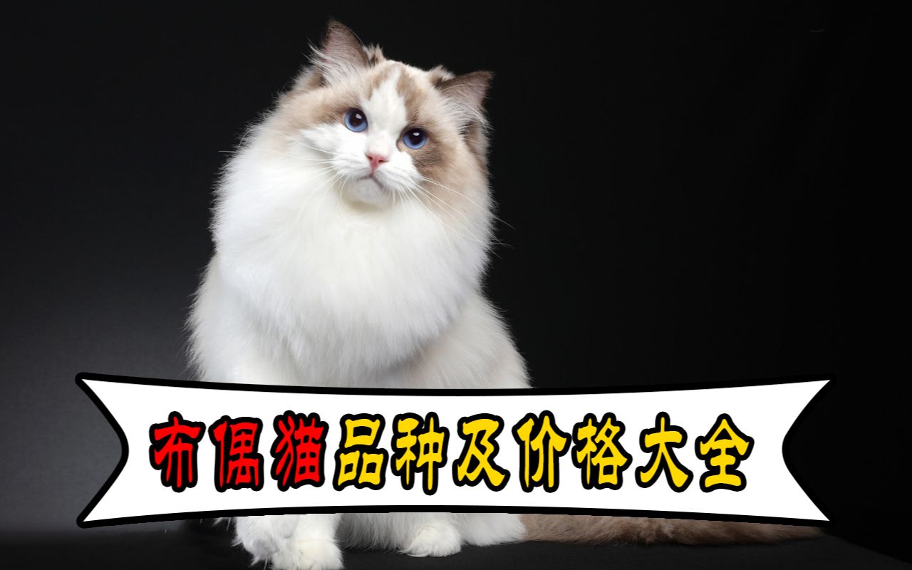 布偶猫品种及价格大全哔哩哔哩bilibili