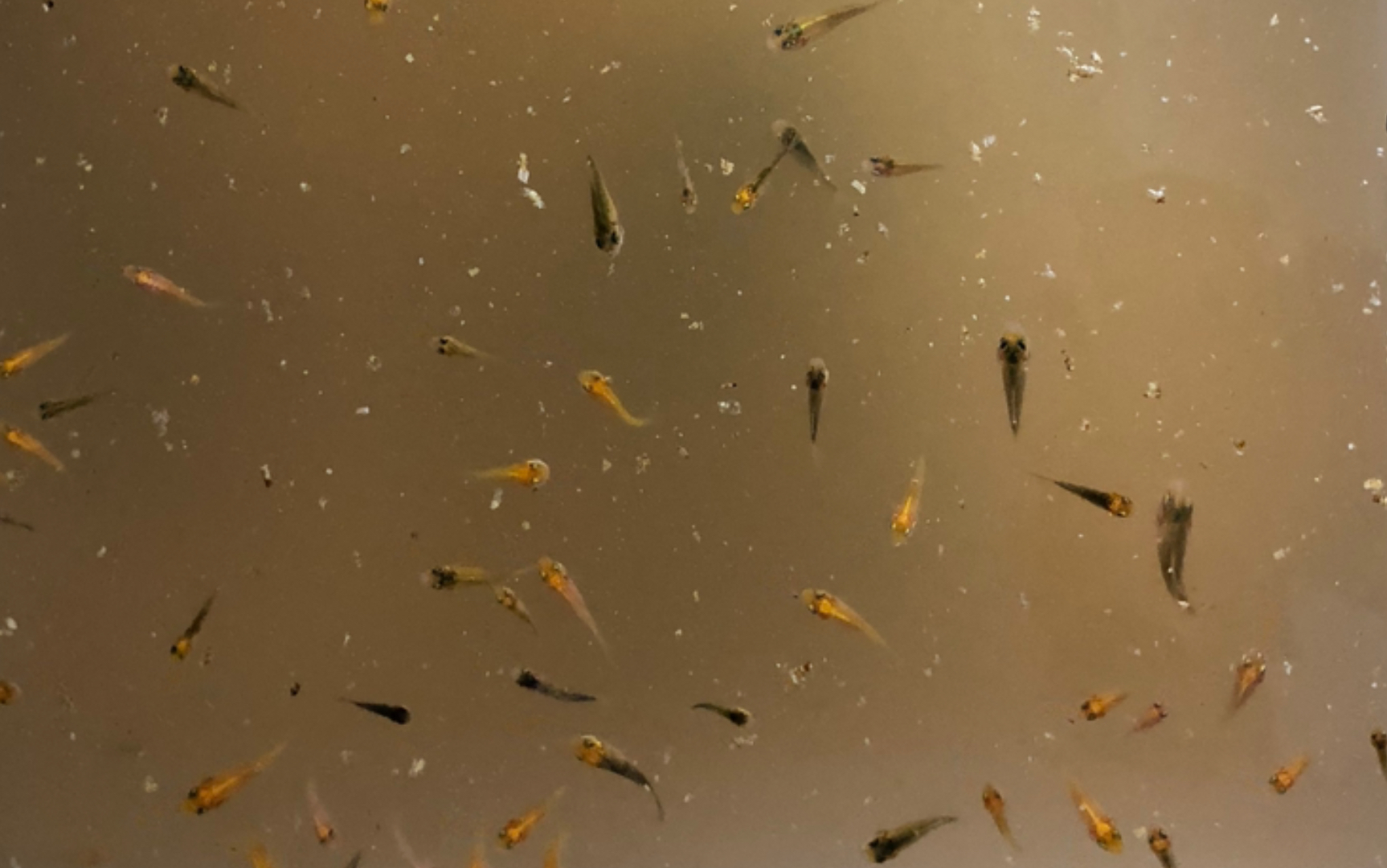 锦鲤水花喂养记录05_哔哩哔哩_bilibili