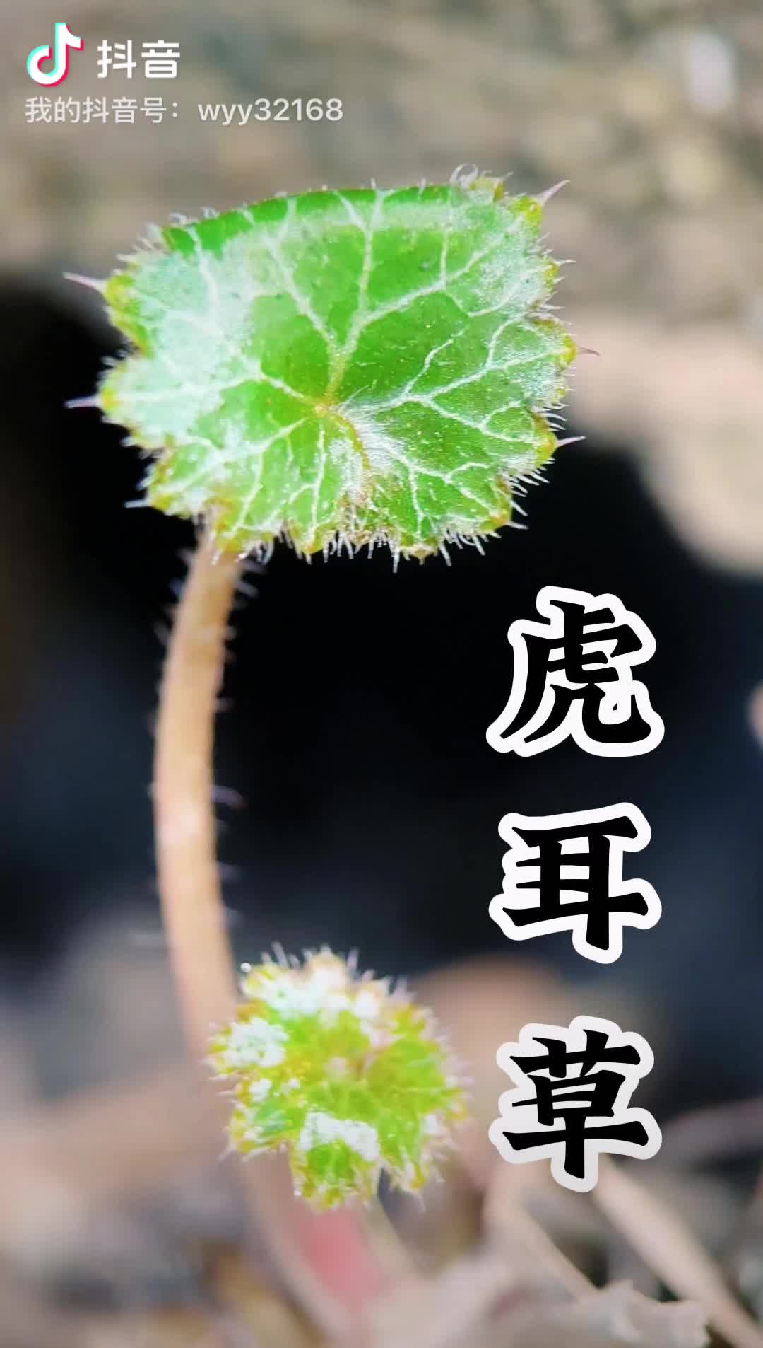 虎耳草:长了胡须的老虎耳朵,居然是二级保护植物,珍贵的虎耳草,千万不要随便摘采哦#虎耳草 #大自然的馈赠 #三农 #我的农村生活 #我的乡村生活哔...