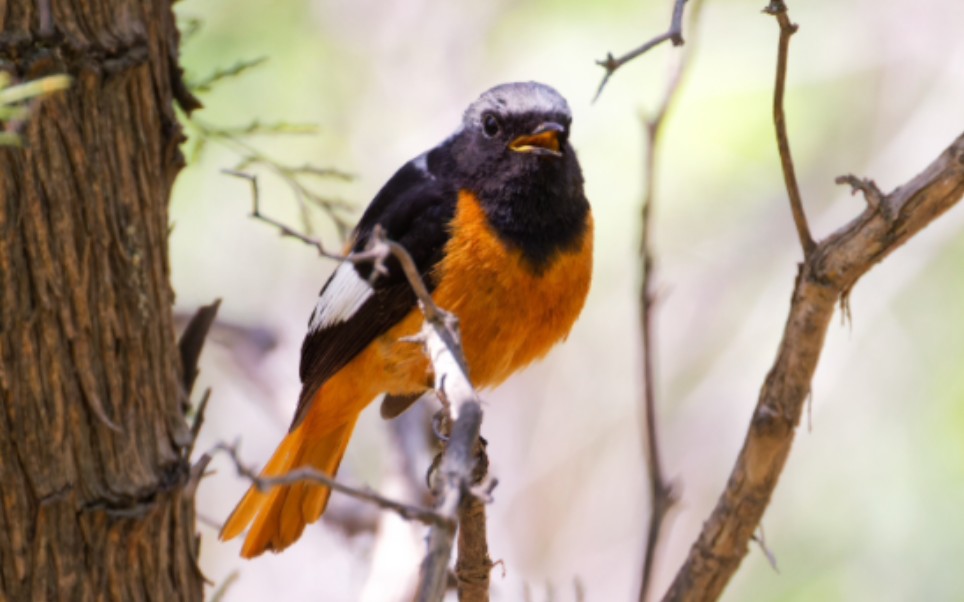 百望山 快乐唱歌的北红尾鸲