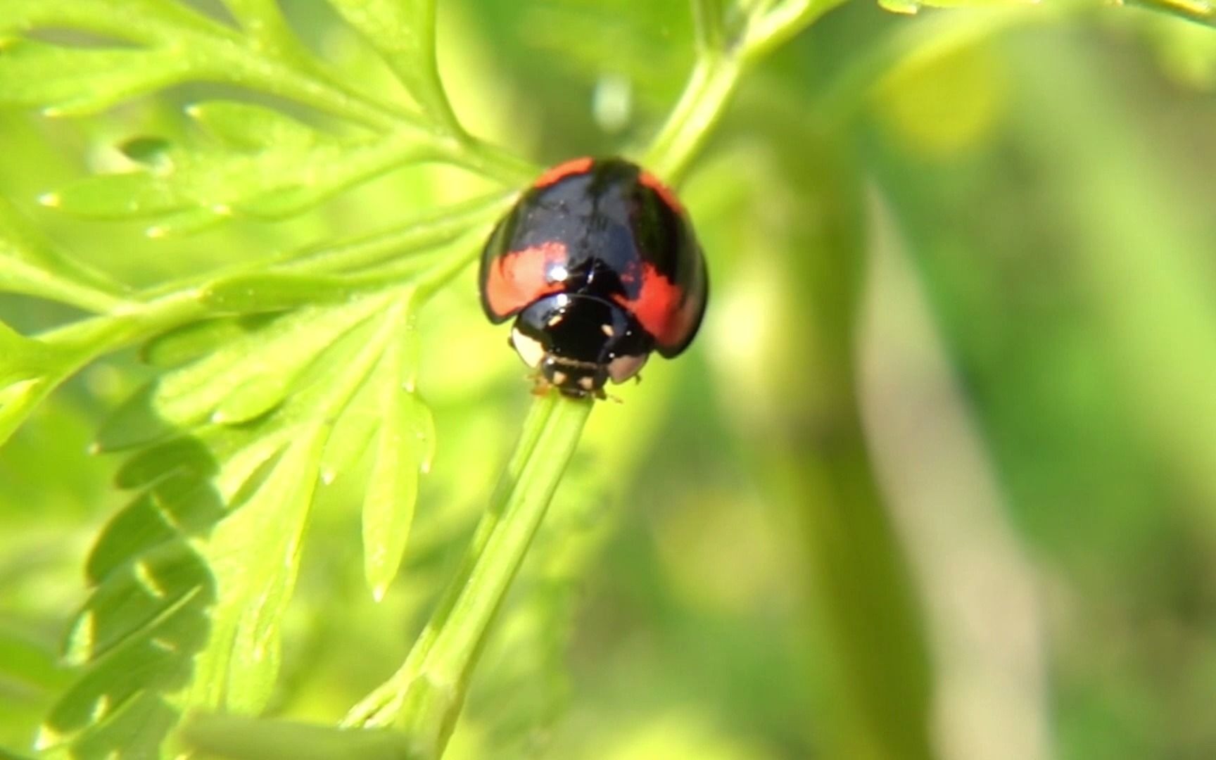 【生物记录/瓢虫】异色瓢虫哔哩哔哩bilibili