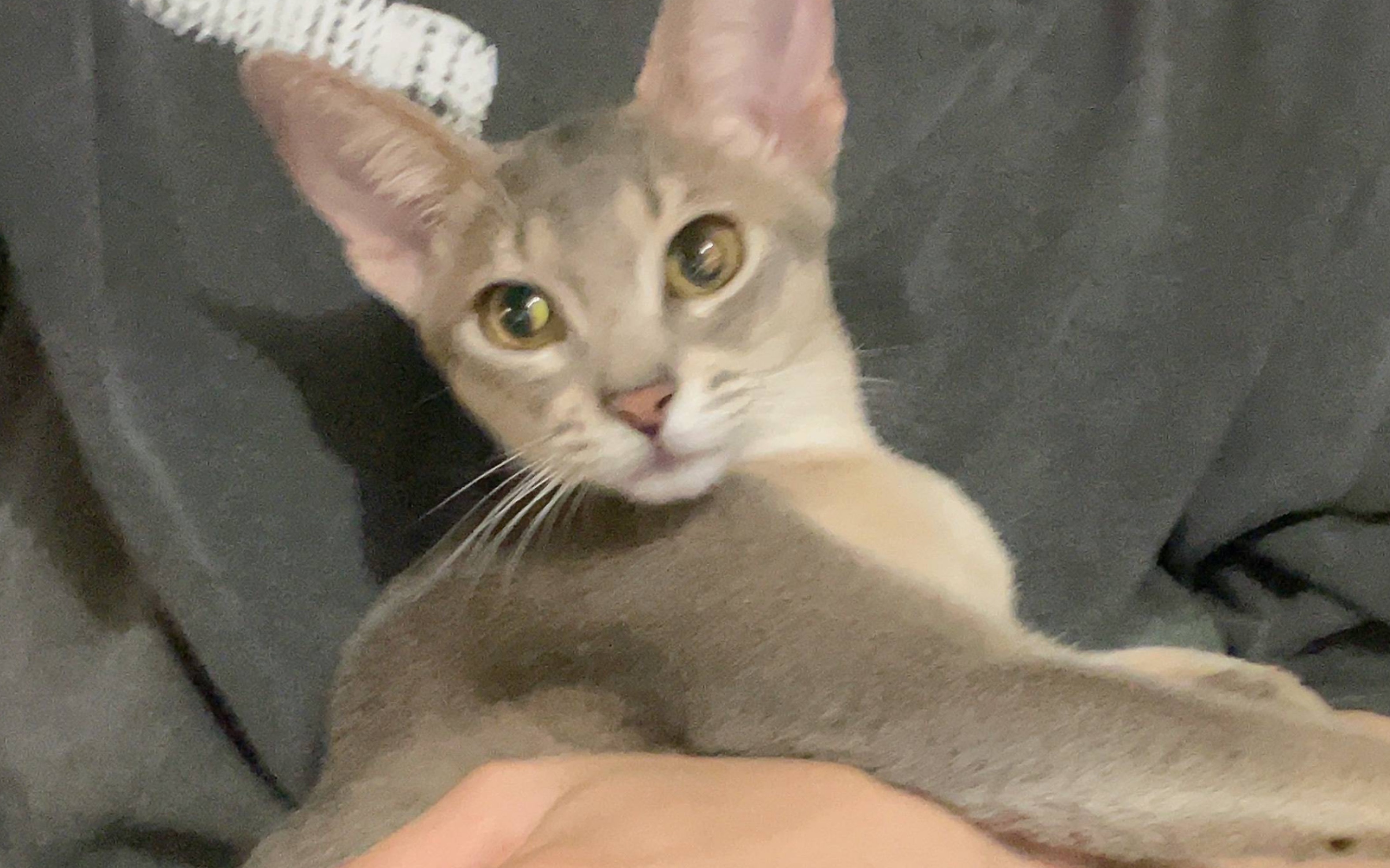 奥斯卡王政熊dirtytalk摸鱼不太满意