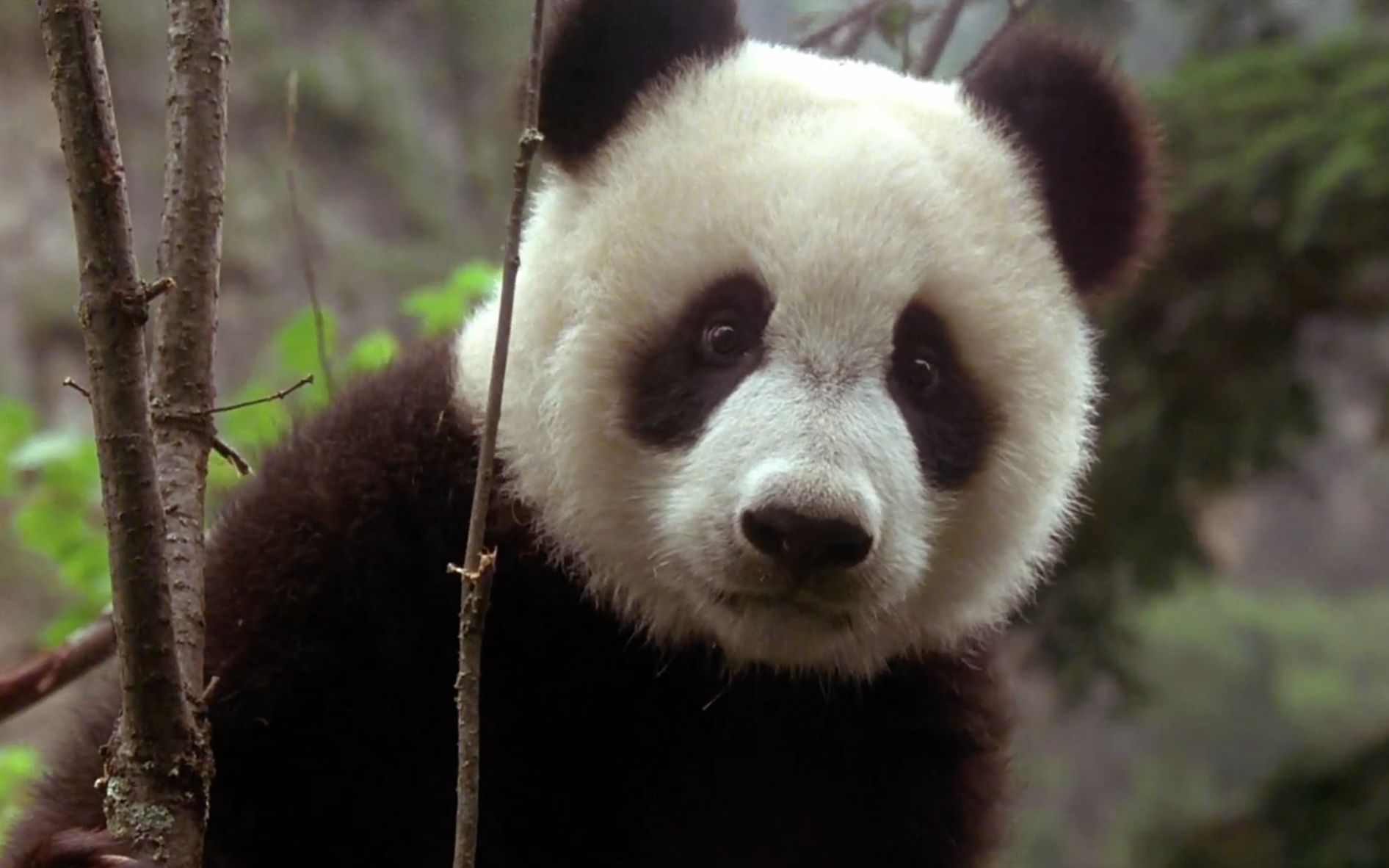 【大熊猫】熊猫大冒险里的真假胖达(1080p)