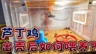 芦丁鸡出壳后温度如何掌握，何时喂料喂水，该注意什么事情说三遍