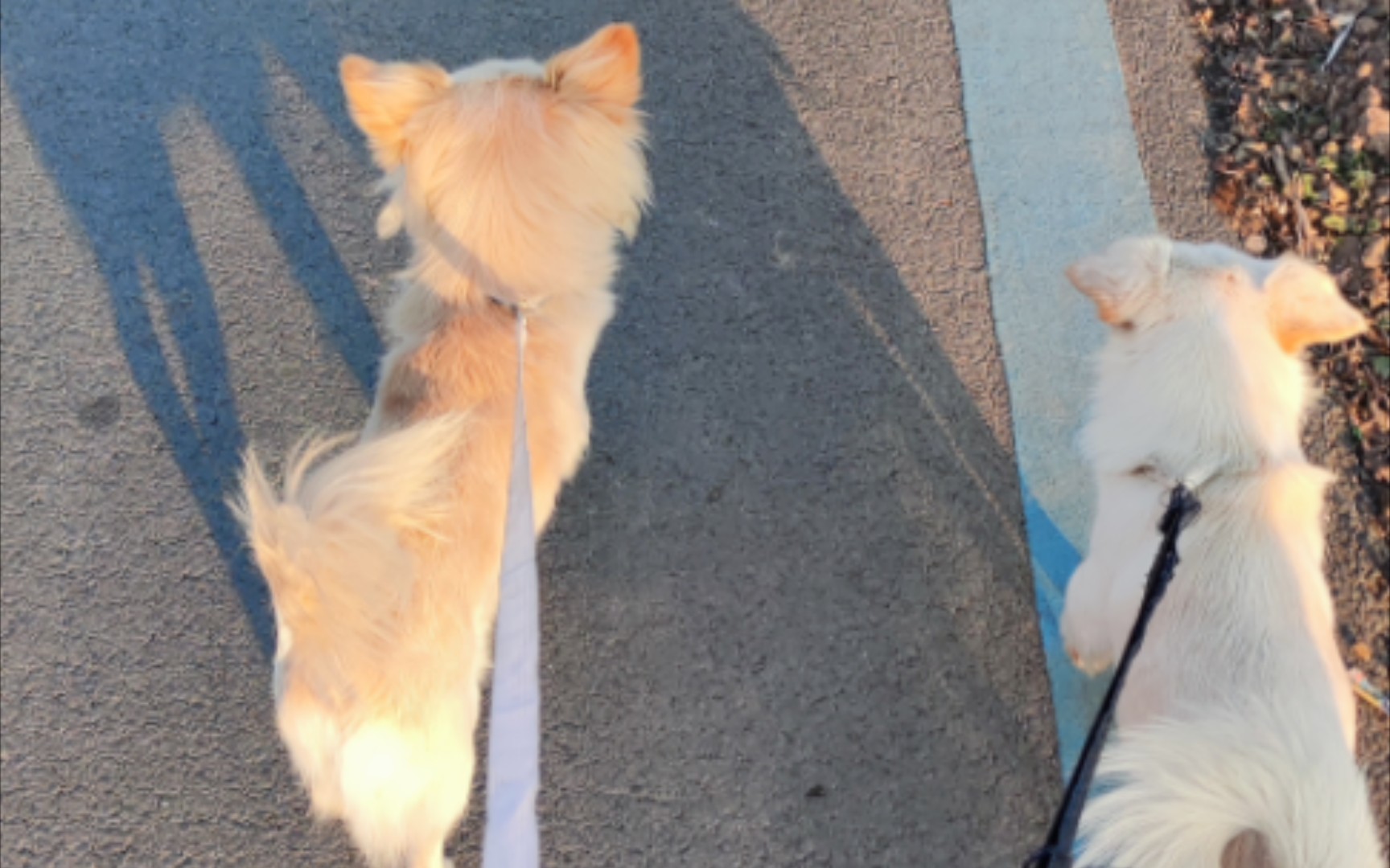 落日余晖下的两只傻狗