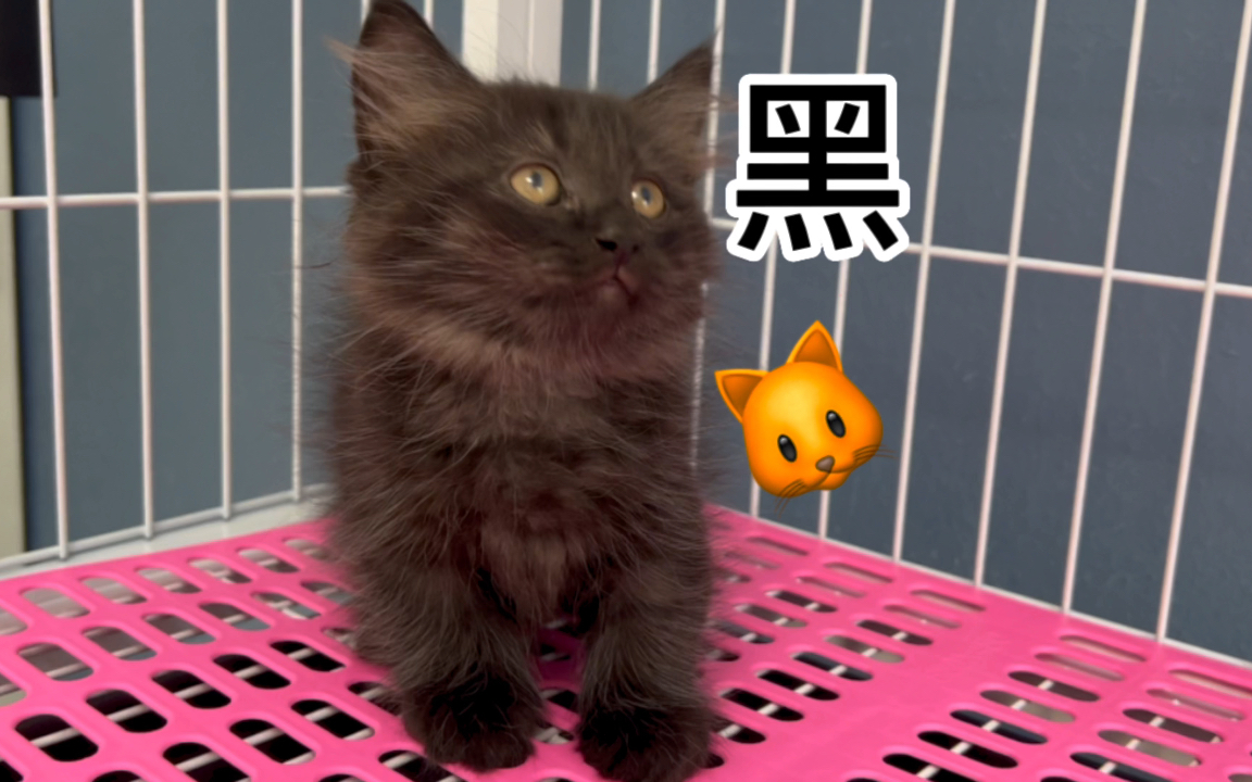 黑猫?玄猫?招财猫?哔哩哔哩bilibili