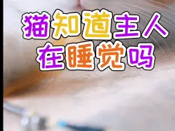 Download Video: 猫知道主人在睡觉吗