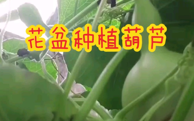 [图]【种植葫芦】四月底在花盆里种的几颗葫芦，现在长这么大了