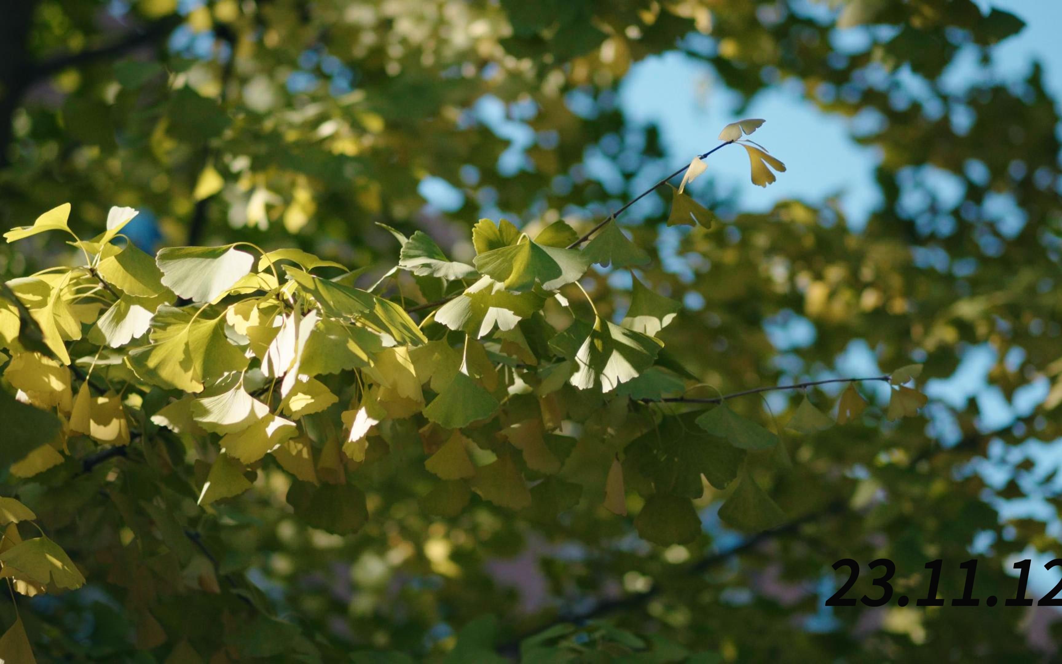 索尼a7r4视频性能究竟如何?样片分享