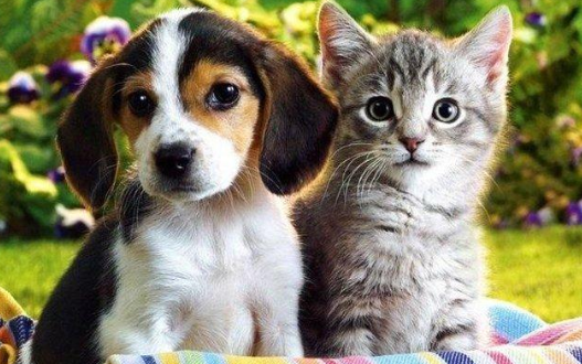 [图]【公开课】宠物饲养【犬】【猫】