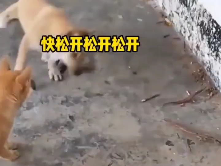 动物配音搞笑视频 #动物搞笑视频 #搞笑配音超搞笑