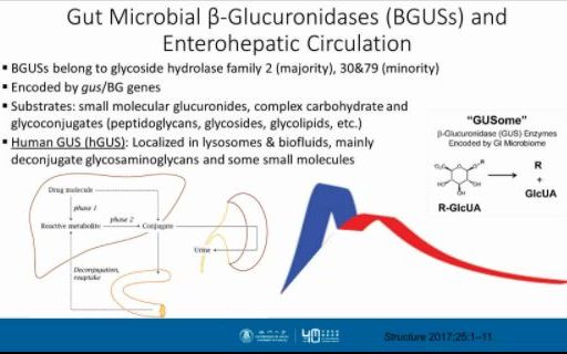 燕茹教授 《肠道菌Š葡萄糖醛酸苷酶 从肠肝循环到药物治疗调控》哔哩哔哩bilibili