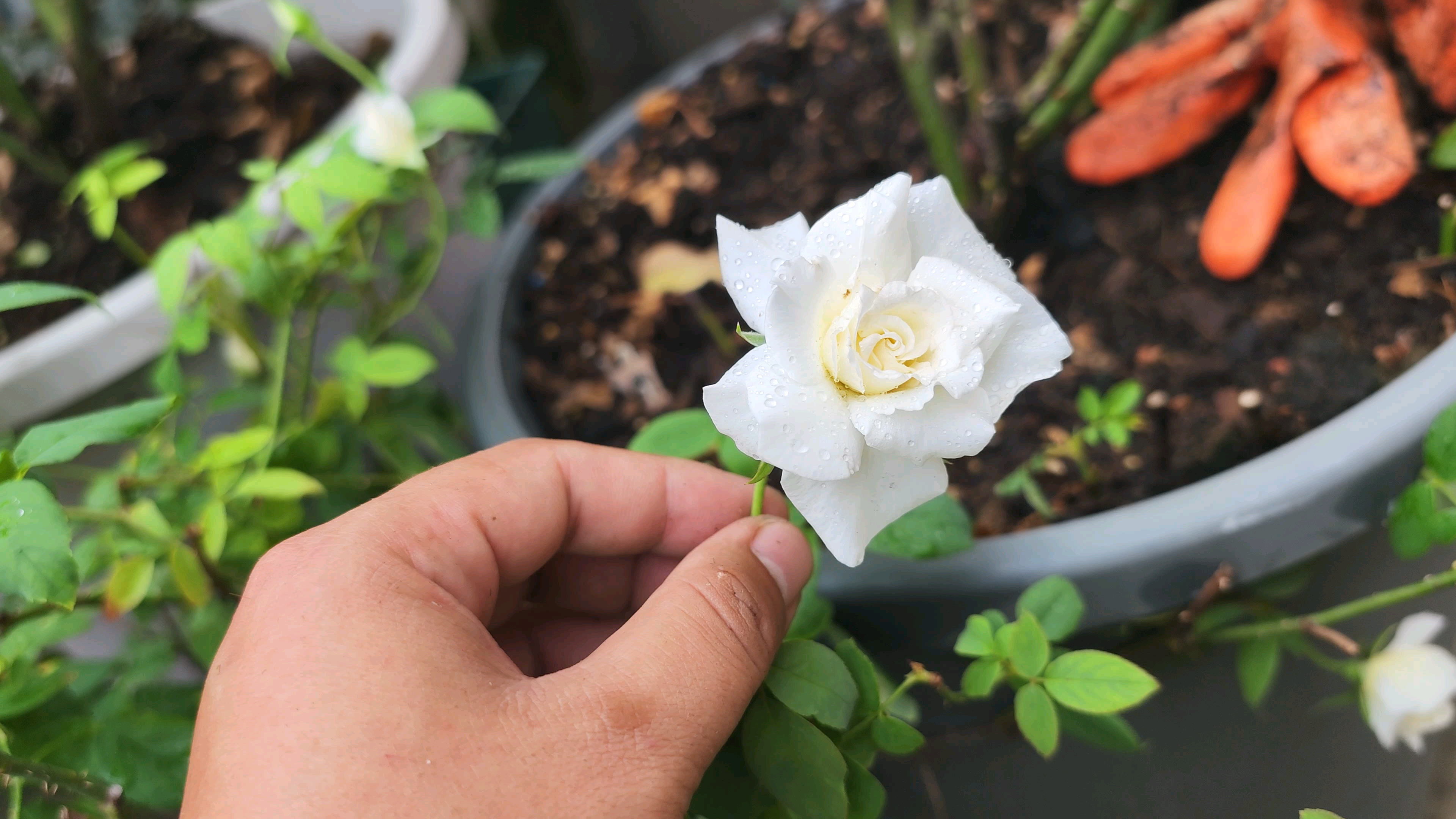 古老月季春水绿波月季