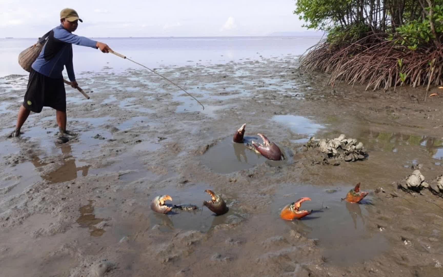 赶海抓螃蟹红树林图片