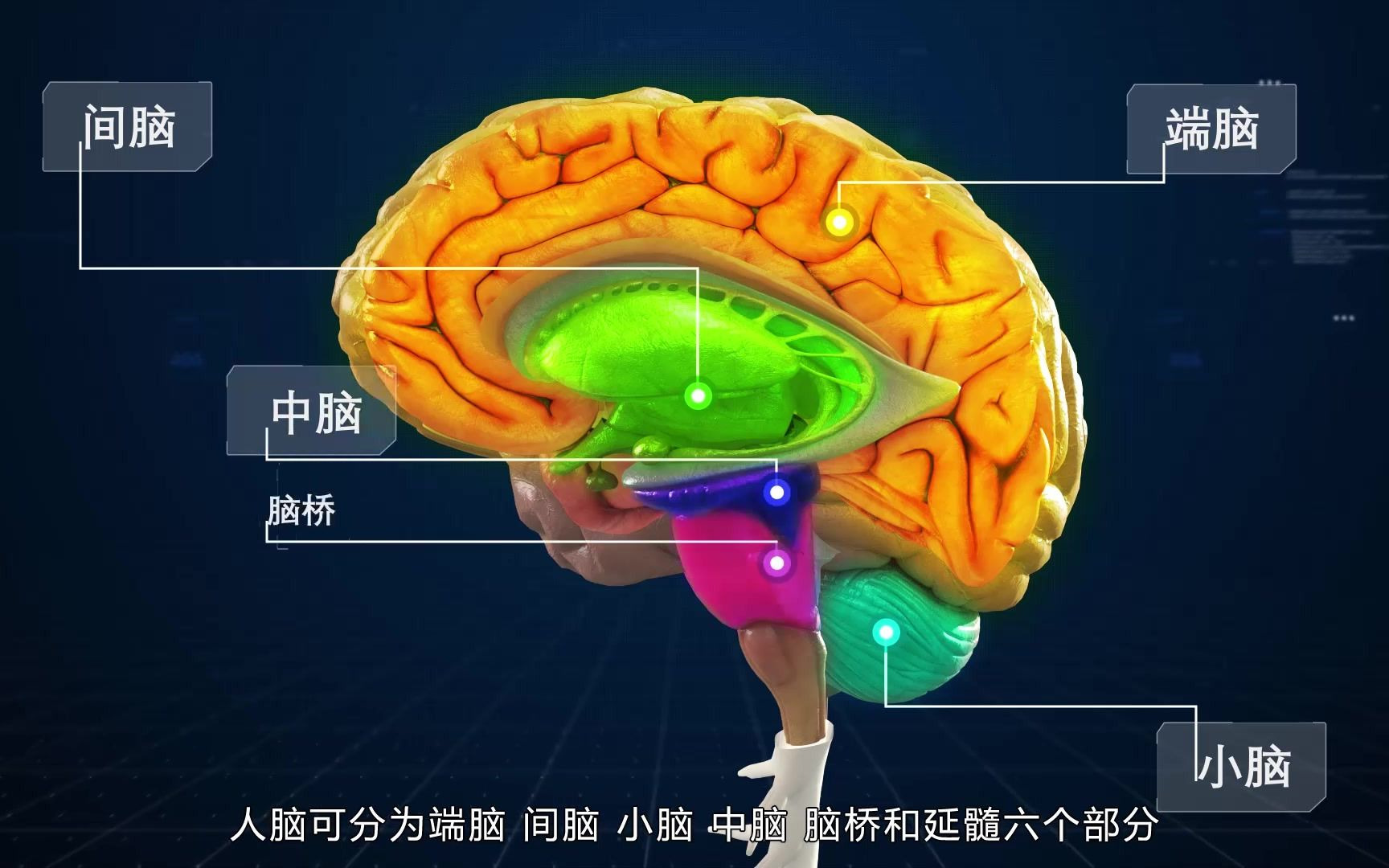 [图]一分钟带你了解，人体的神经系统，感叹人体的神奇吧！