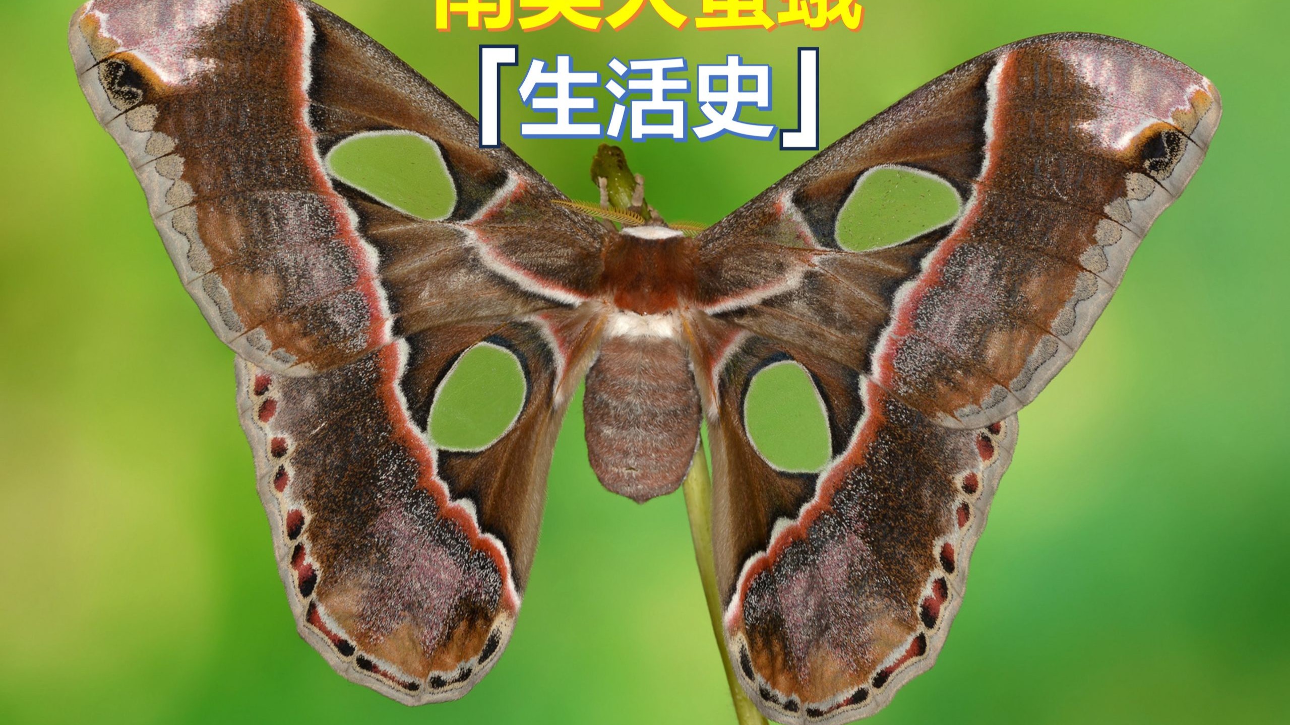 南美大蚕蛾(rothschildia lebeau)生活史