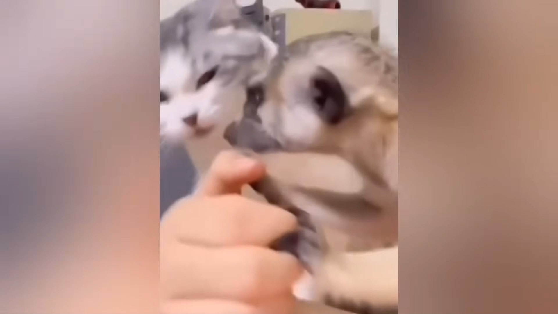 动物迷惑行为大赏4