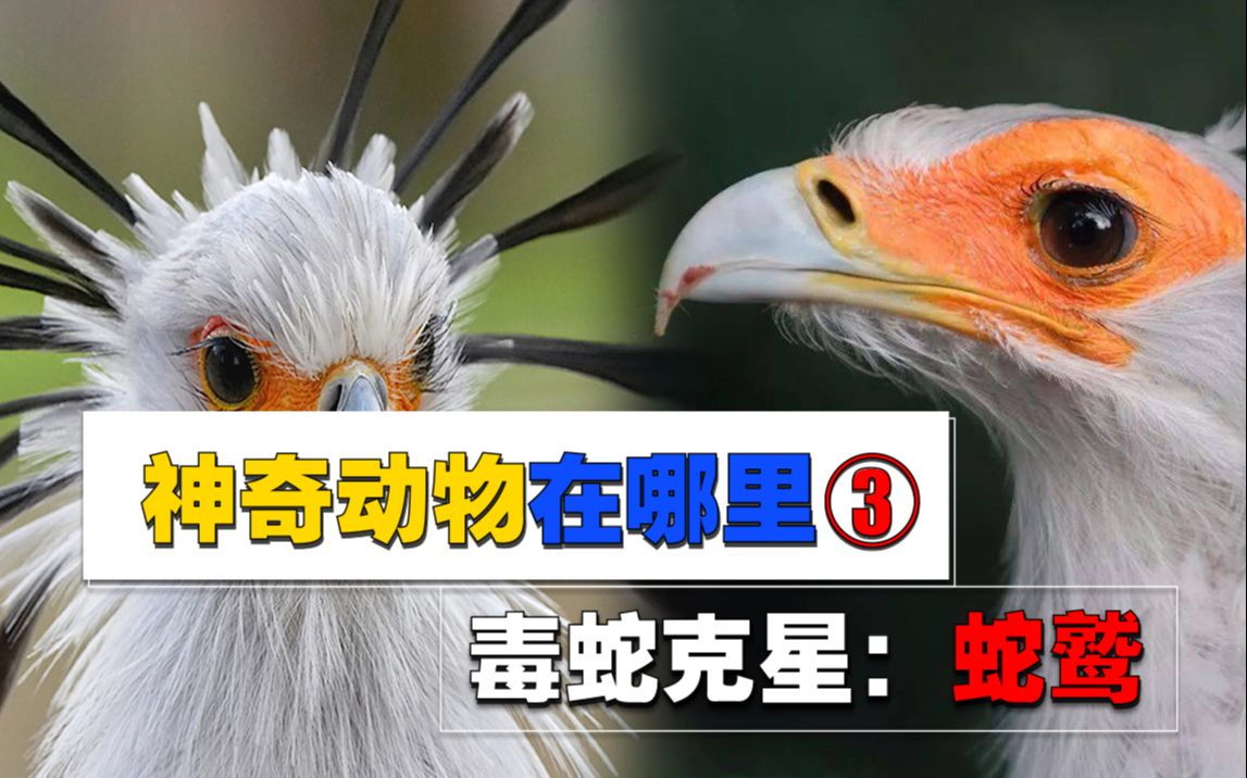 蛇类天敌蛇鹫!吃蛇就像吃辣条,看它如何高智商猎蛇?