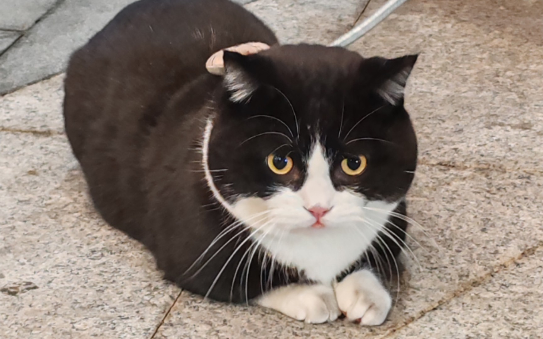 爪子脏脏的可爱奶牛英短胖咪咪