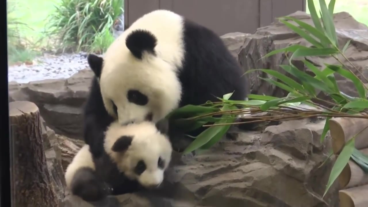 [图]【大熊猫】熊猫宝宝梦想梦圆在柏林动物园首次开放展览