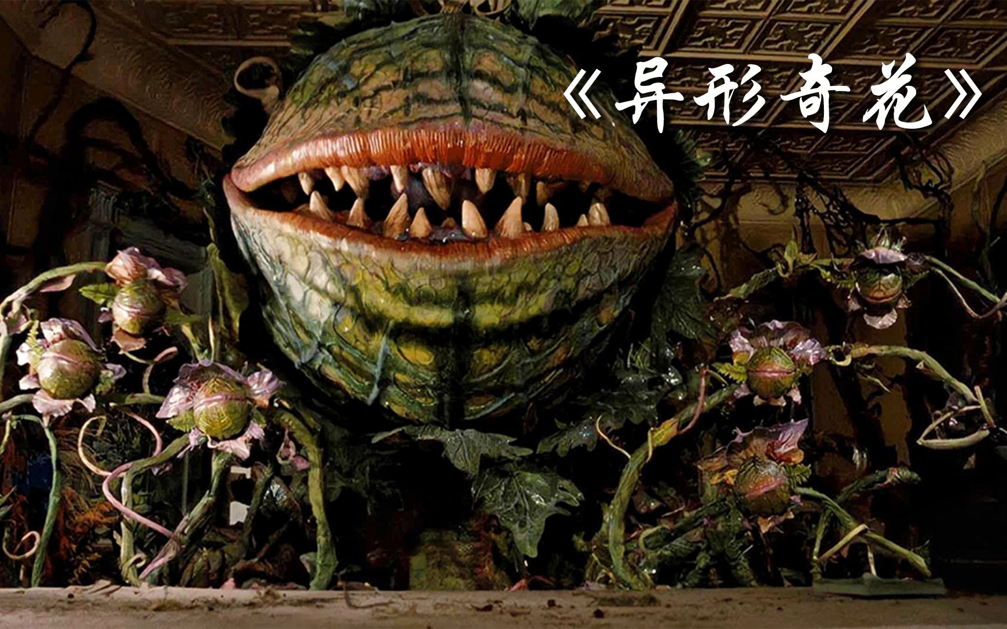 这是一颗82年的包菜,男人将他养成了食人花