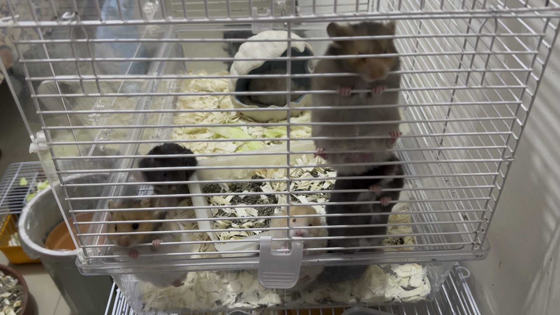 凌晨三点的金丝熊之打地鼠