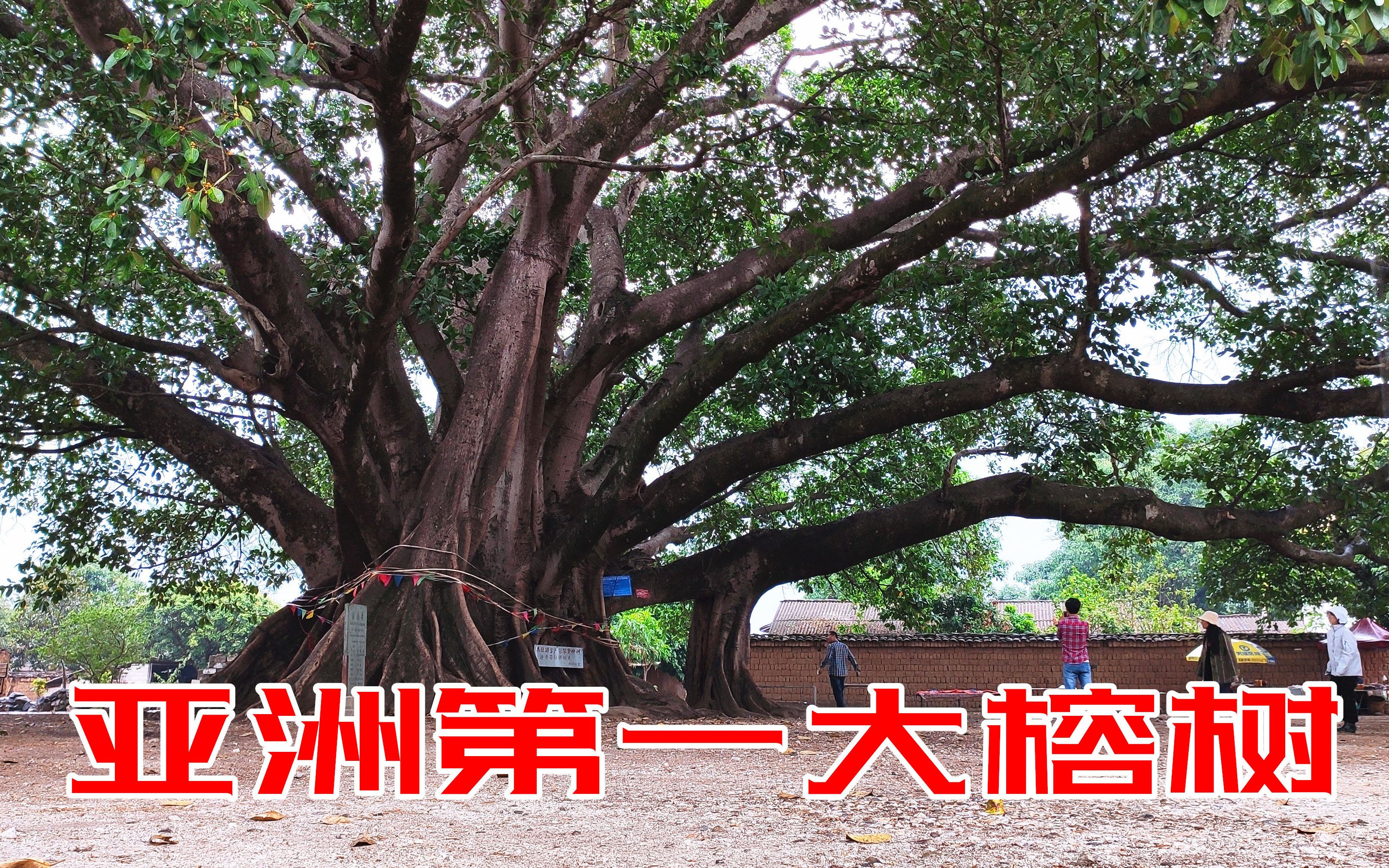 亚洲第一大榕树图片