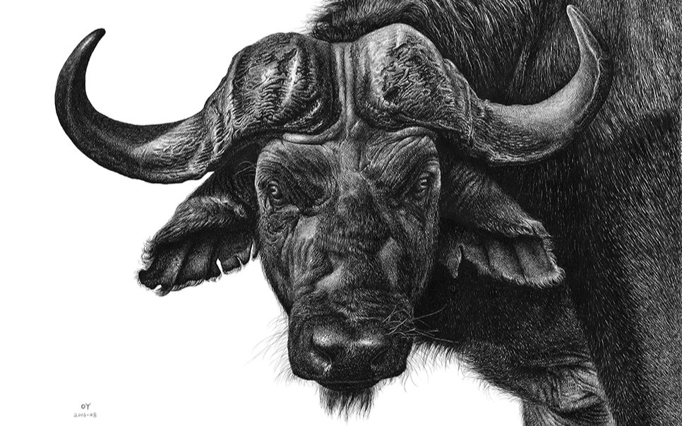 oy钢笔画:牛 720p