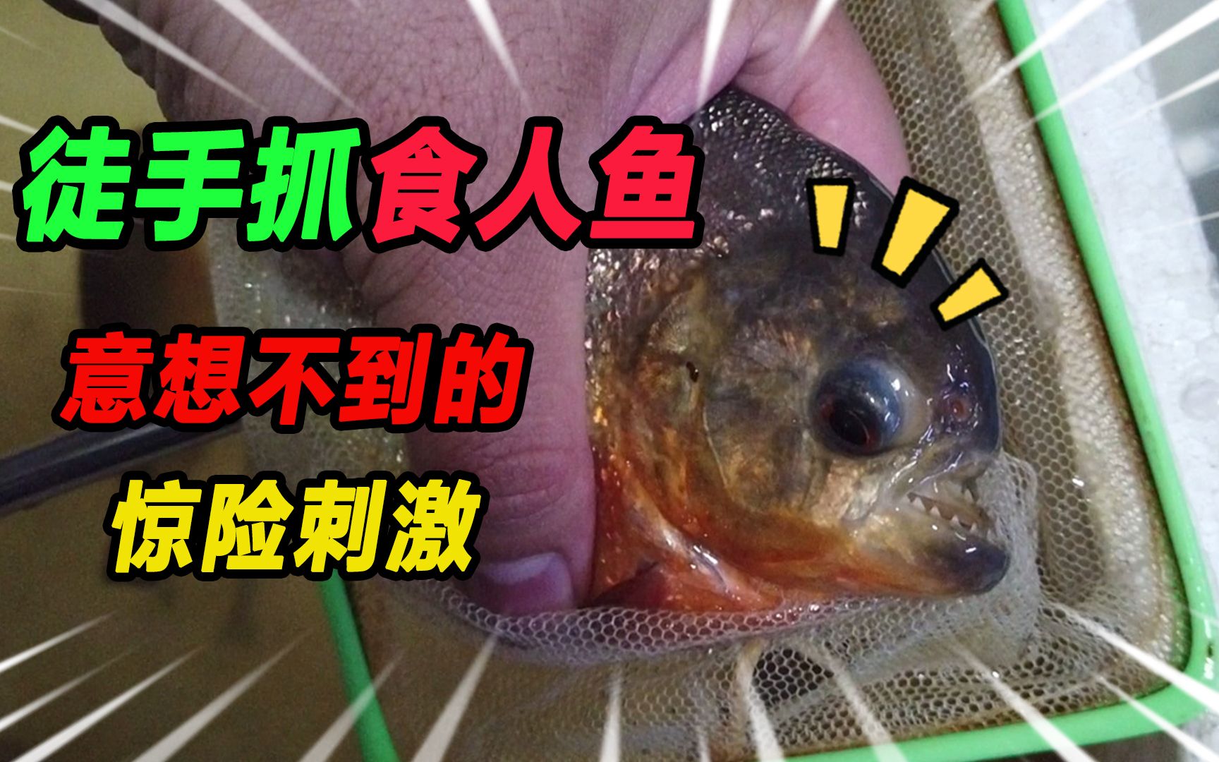 给八条半斤重的食人鱼搬新家,徒手抓起后感觉有点黏糊,崩溃了我