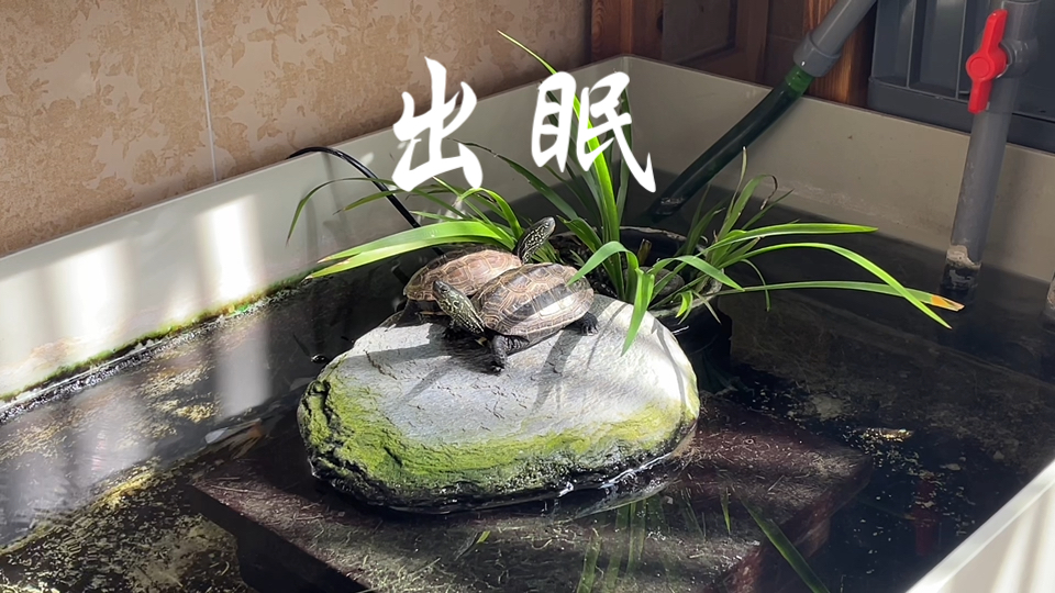 老朋友们回来了，冬眠后晒晒太阳，恢复状态