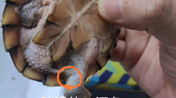 剃刀龟公母图图片