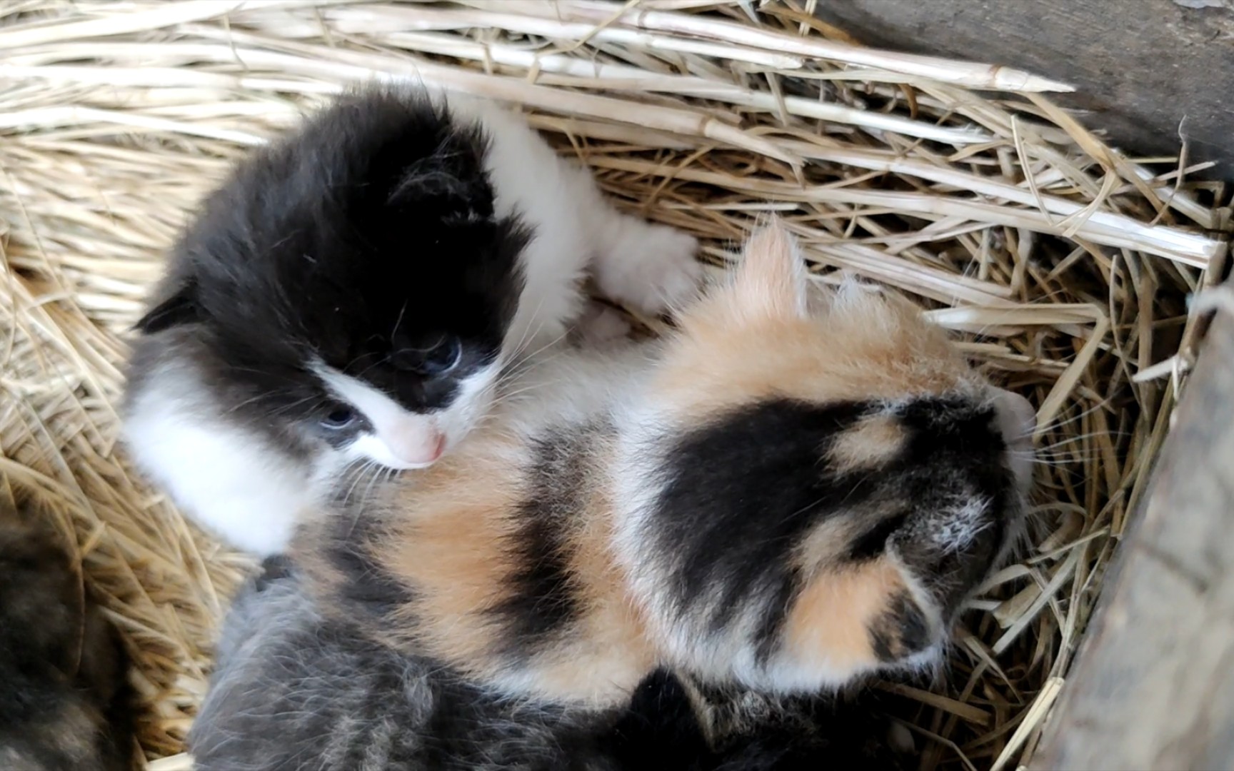 狸花妈妈的四色小奶猫