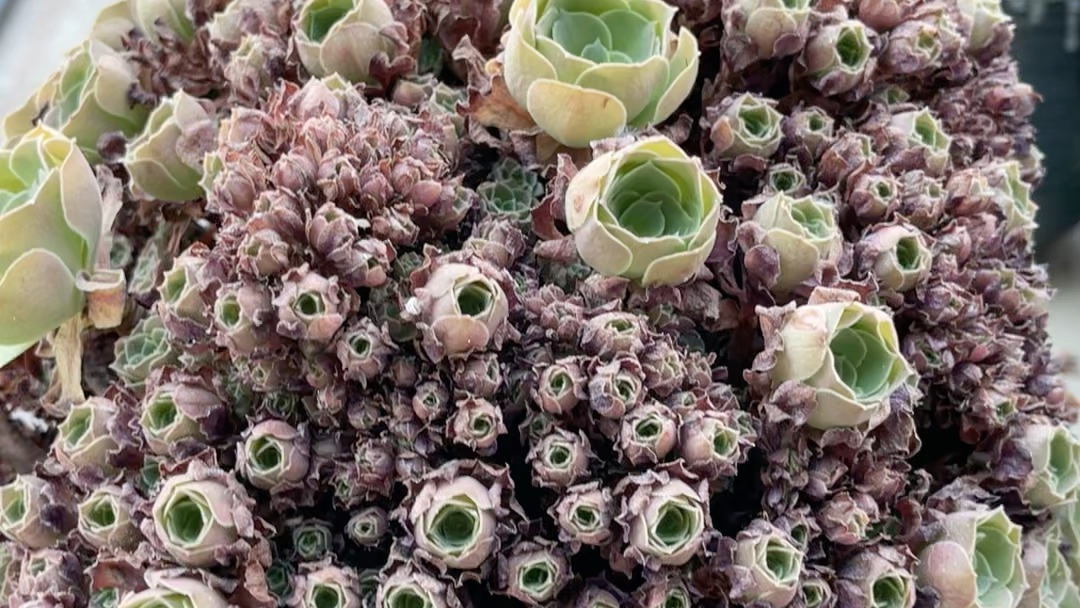 金老板家的玫瑰 法师系列韶羞缀化