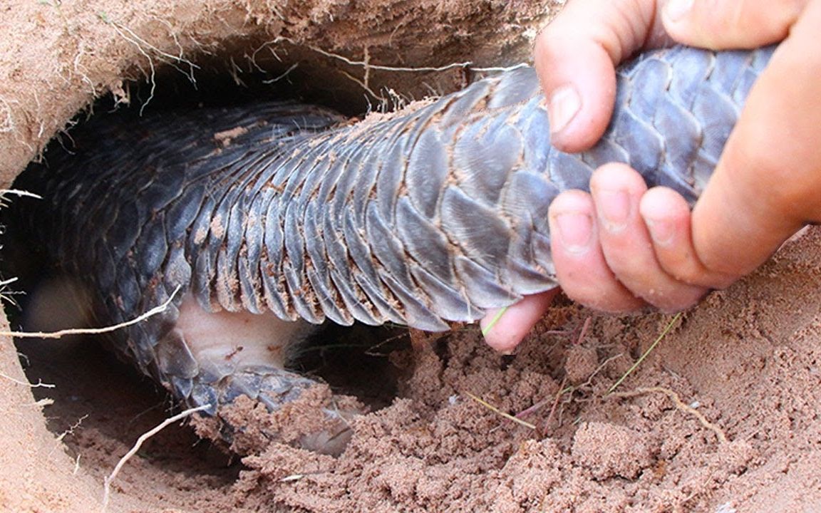 穿山甲挖洞速度有多快?要不是镜头拍下,根本没人敢信这个速度!