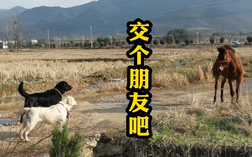 拉布拉多交朋友的方式太搞笑了难怪它那么多朋友