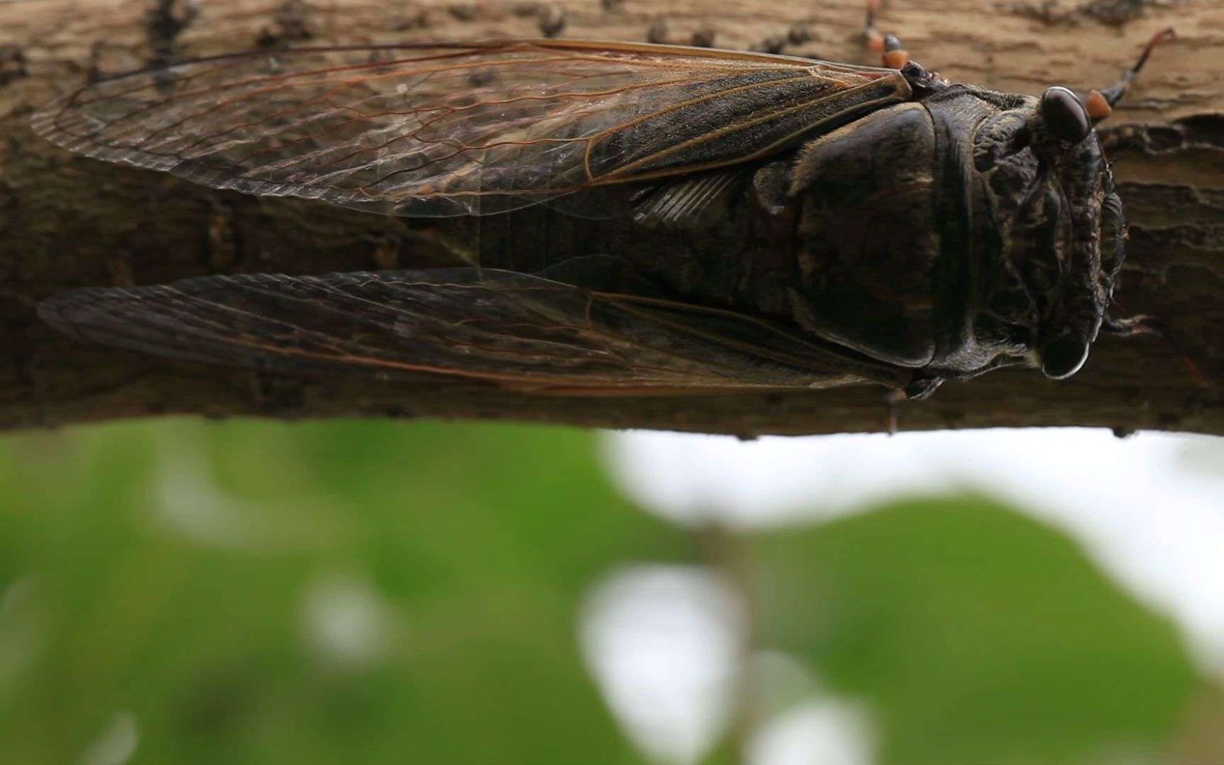 近距离拍摄的黑蚱蝉鸣叫(2012年7月15日拍摄)
