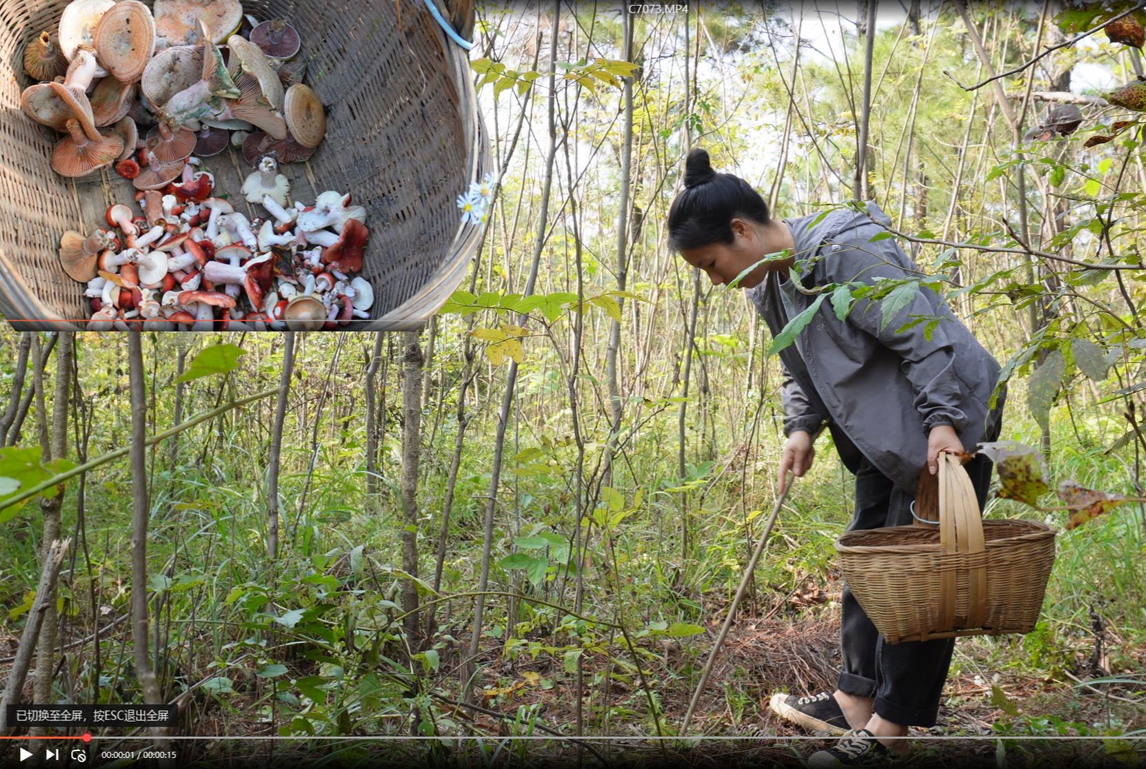 隐居生活:进山捡野生红菇和乌枞菌~红菇晒干用来煲汤很好喝哔哩哔哩bilibili