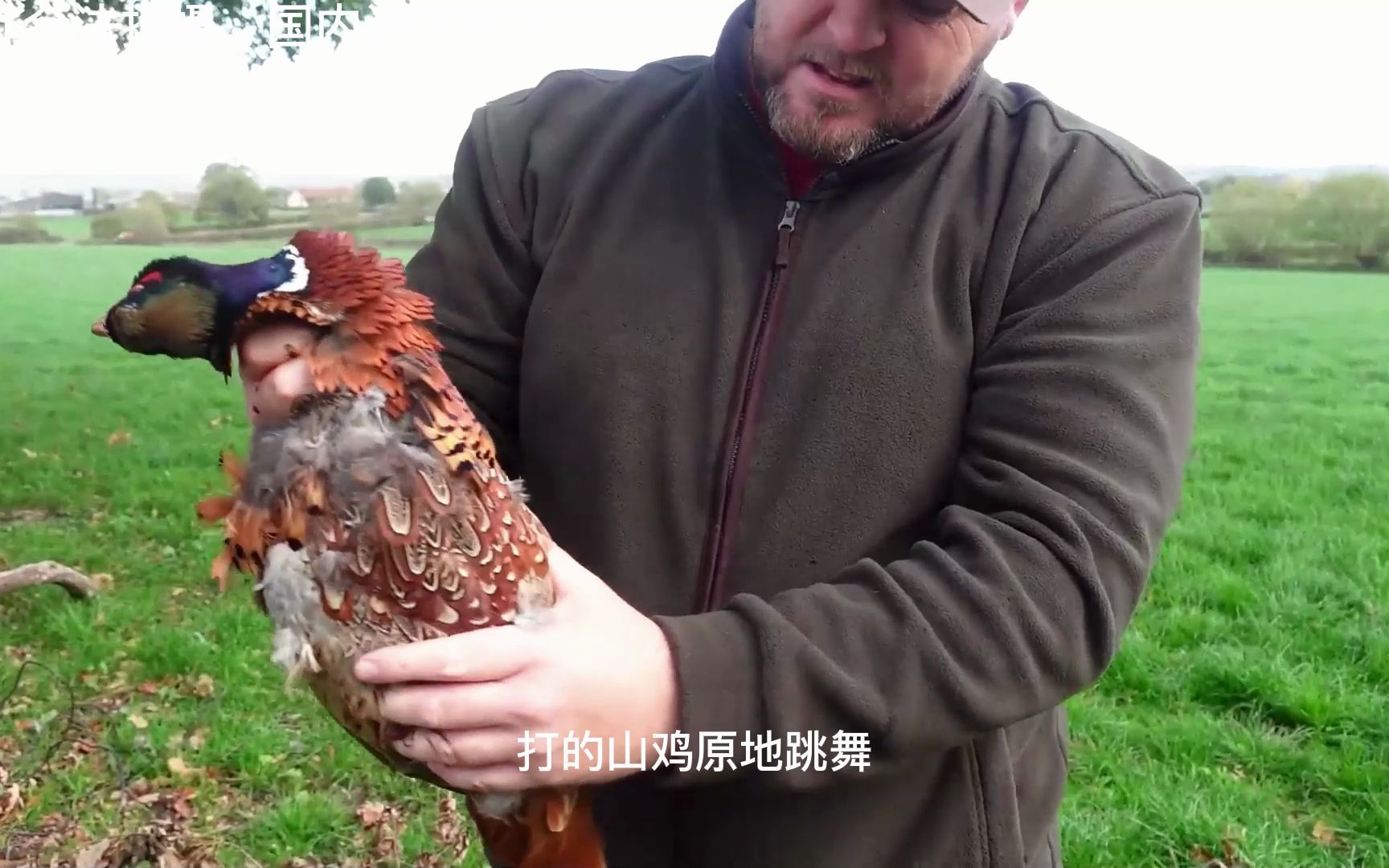 国外猎人弹弓狩猎泛滥的山鸡,这种距离我感觉我也行哔哩哔哩bilibili