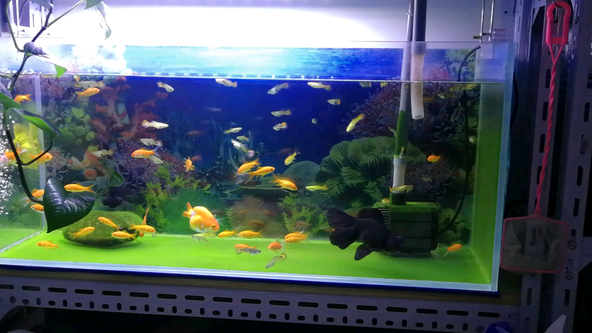 6.9元30条的草金鱼入缸第一天