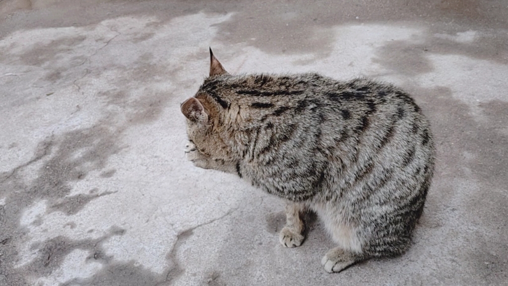 大狸子洗脸脸