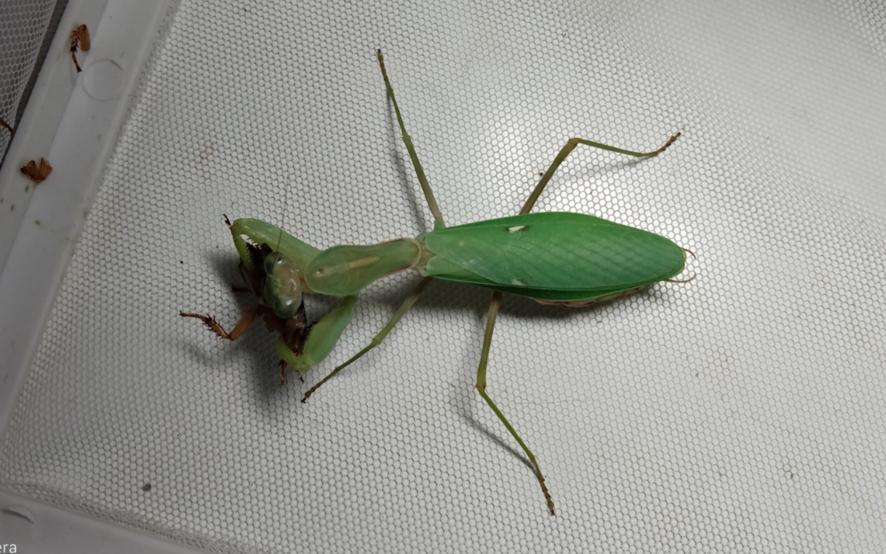 雌性广斧螳捕食杜比亚失败版