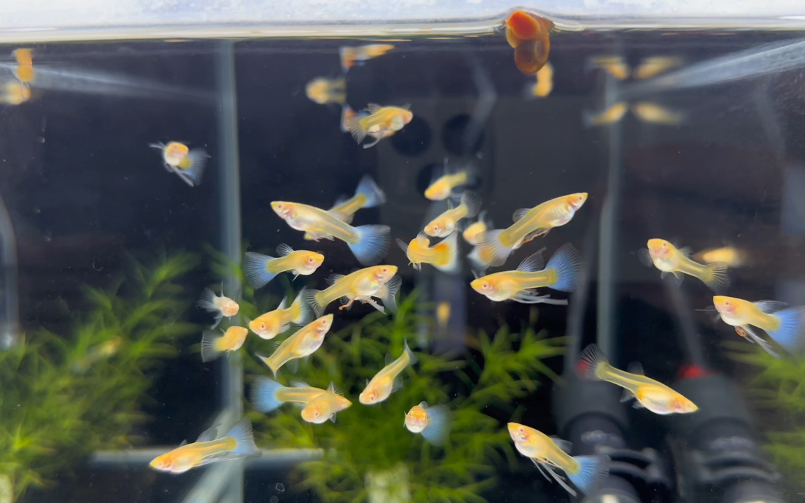 大c类的孔雀鱼需要淘汰的表现很多,所以这种鱼繁殖后好的没几个