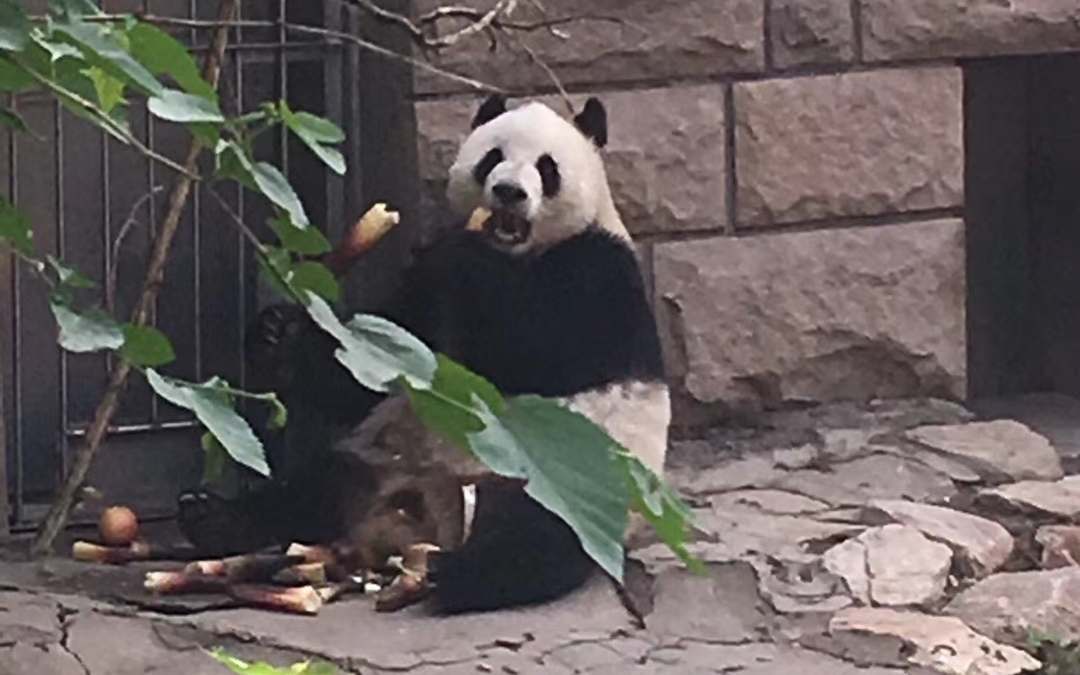 这不会是网红国宝号称西直门三太子的猛男-萌兰吧.有幸几年前拍到.