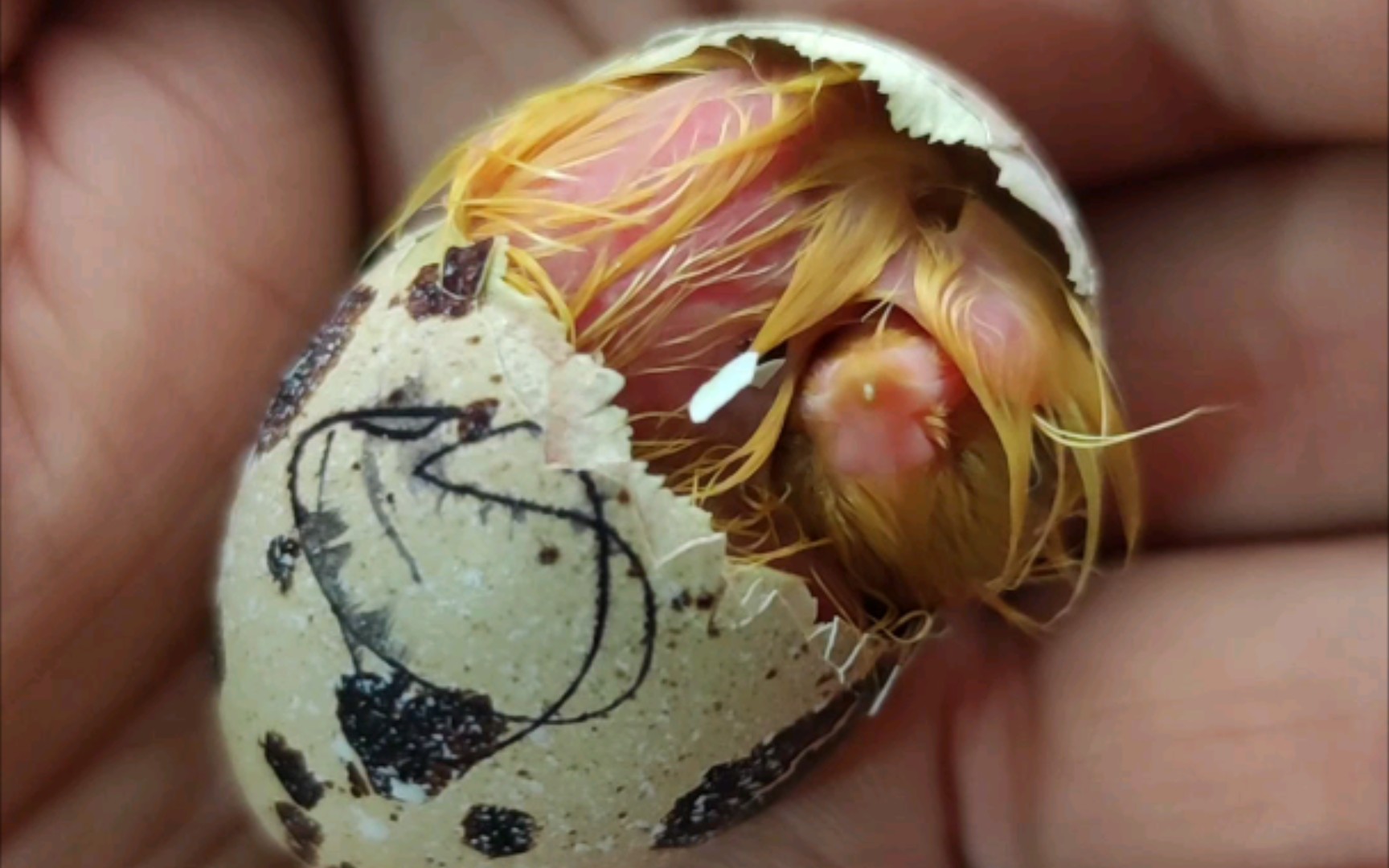 破壳而出,小鹌鹑出壳了