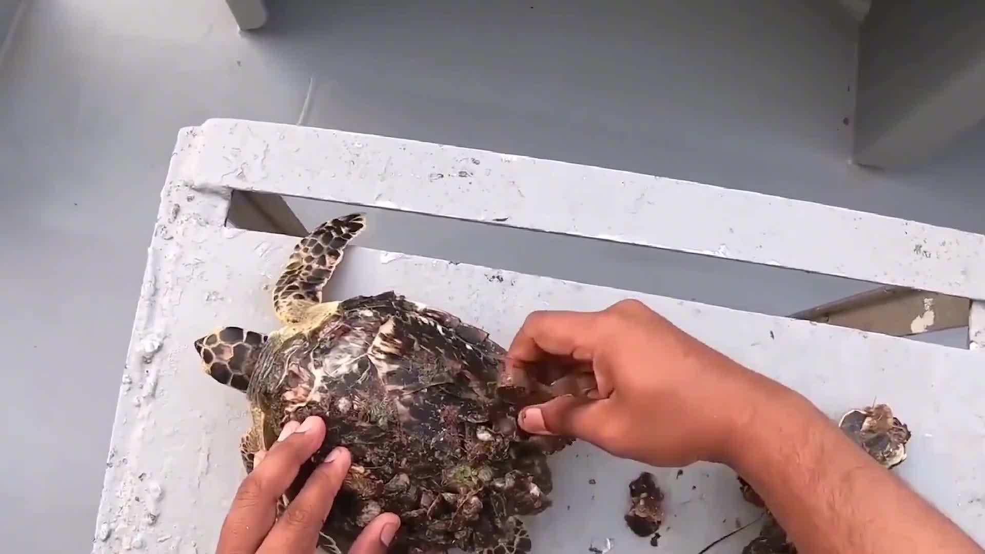海龟全身长满藤壶,小哥帮忙清理,看着清理手法真是太解压了!