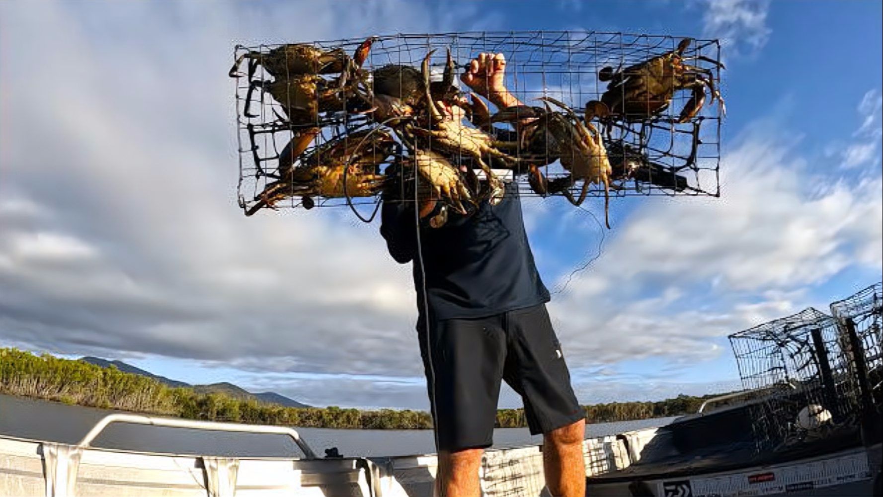 澳洲红树林抓螃蟹,入海口泥滩下蟹笼抓青蟹,个头超过四斤大